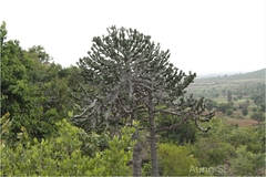 Euphorbia antiquorum